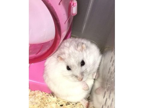 Hamster gonzales yavruları heryere gönderim
