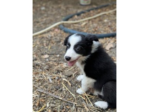 Anne altından üreticiden safkan border collie bebekler
