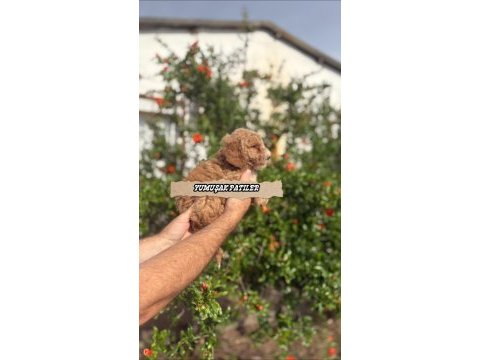 Sevimli ırk toy poodle