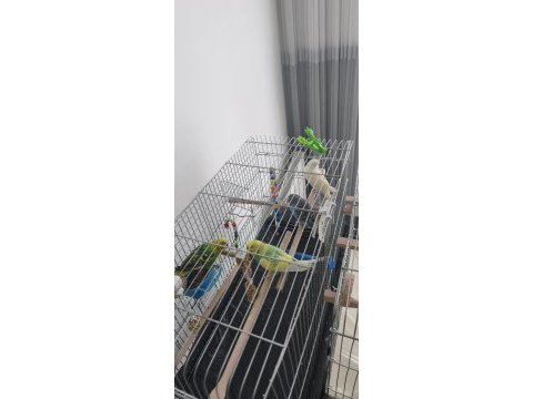 4 adet muhabbet kuşu tüm malzemeleriyle