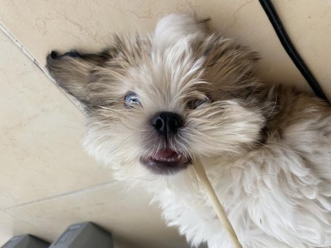 Masmavi gözlü erkek shih tzu