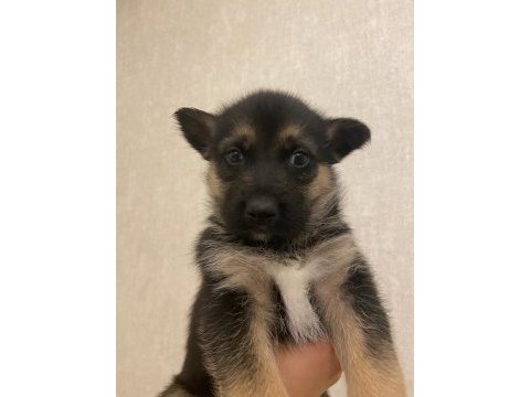 Husky alman kurdu kırması