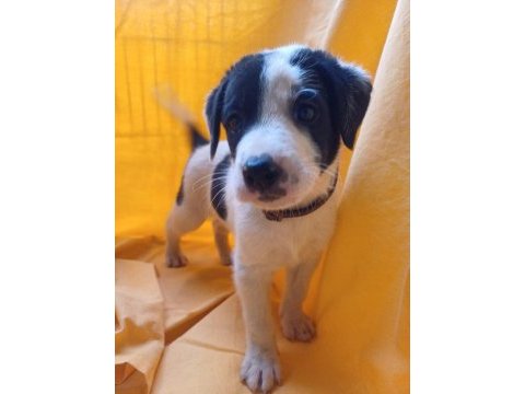 Birbirinden güzel fino köpekler