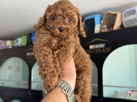 Ankaranın en seçkin kore toy poodle yavruları