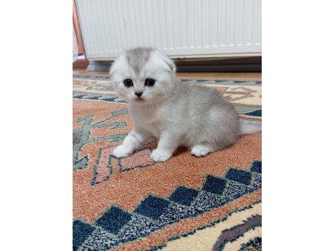 Scottish fold rezerve ye açıktır