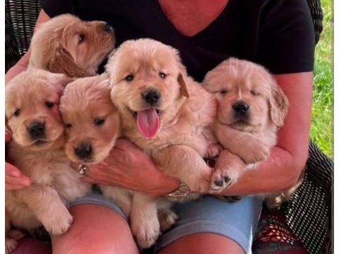 Golden retriever bebekler