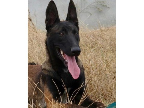 Akkuş üretim çiftliğinden malinois yavruları