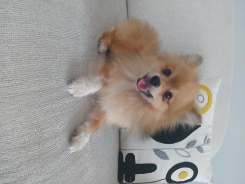 9 aylık erkek pomeranian