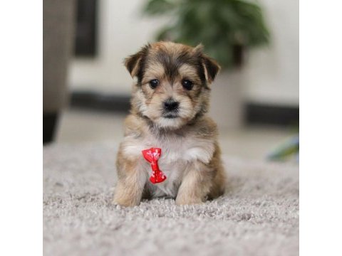 Morkie adrese teslim, kapıda ödeme yapabilirsiniz