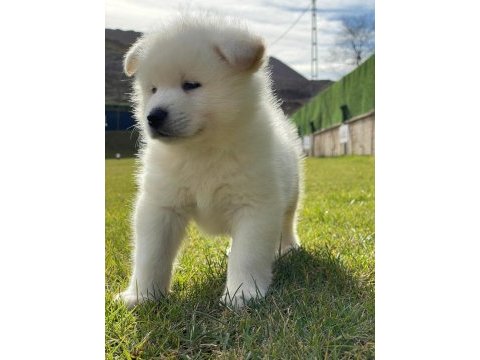 Beyaz akita yavruları sağlık ve ırk garantili