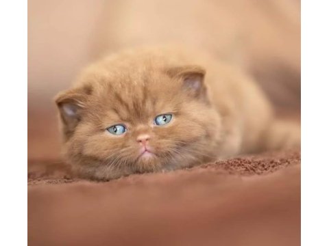 Kakao tüy mucizesi chocolate british shorthair