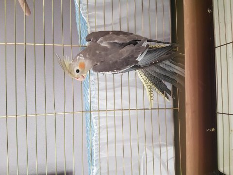 2 aylık sultan papağanı