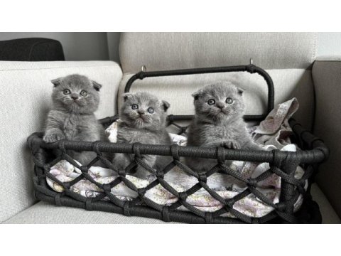 3 adet gri scottish fold yavrular