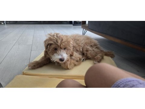 5 aylık aşıları eğitimi tamamlanmış maltipoo