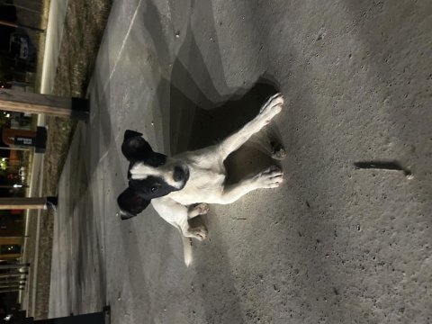 Tatlış köpeğimiz yeni yuvasını arıyor