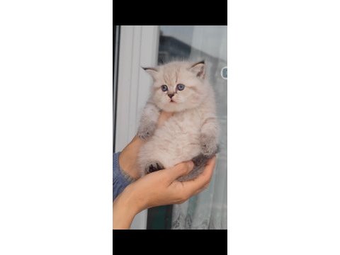 British shorthair kedisi