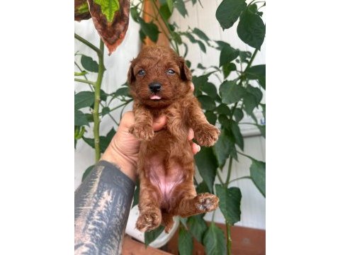 Toy poodle kore kan