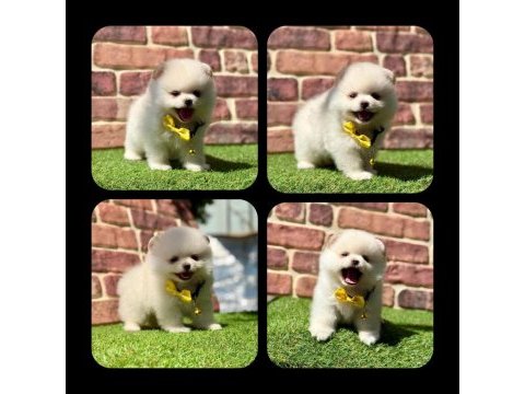Pomeranian yavruları