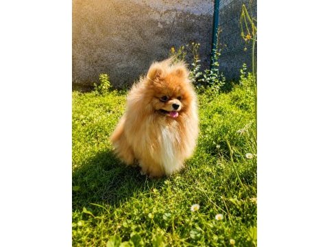 Teddy bear mükemmel anatomi pomeranian boo
