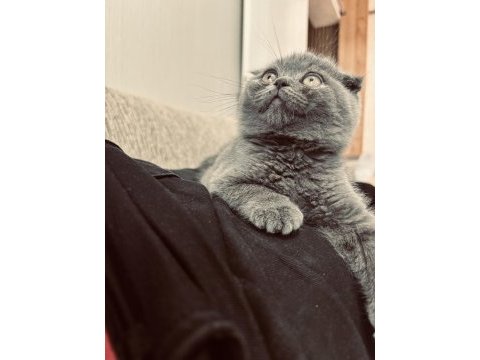 Scottish fold 2 aylık