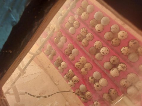 Kuluçkalık bıldırcın yumurta teksas japon karışık