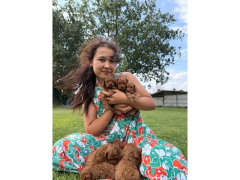 Toy poodle yavrularımız ruhsatlı çiftliğimizden