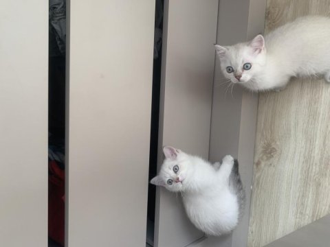 Son kalan erkek kedimize yuva