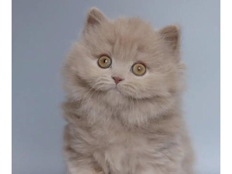 British longhair sağlıklı kedimiz