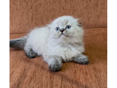 Scottish fold longhair lynx point kızım
