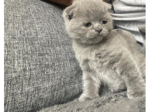 1.5 aylık yavru scottish fold
