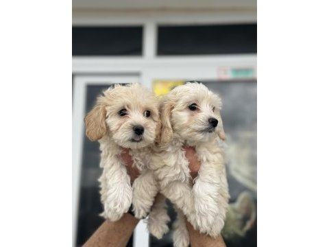 Petmode köpek çiftliğinden maltipoo yavrular