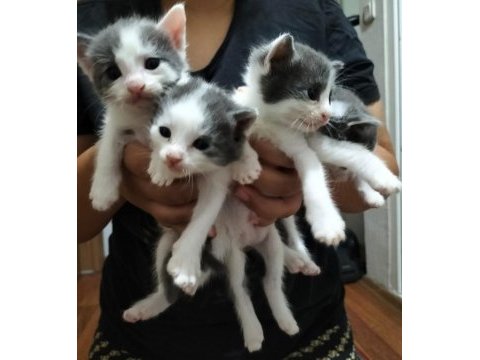 Birbirinden sevimli yavru kedilere yuva olmak ister misiniz?