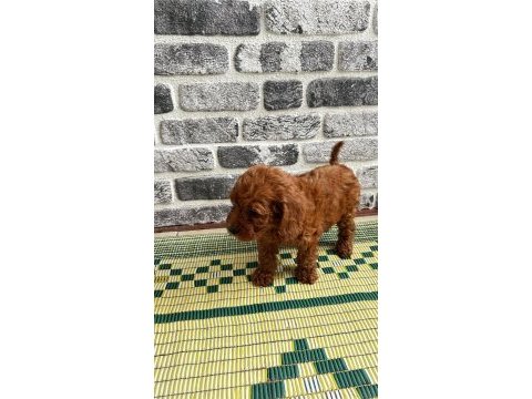En güzelinden toy poodle
