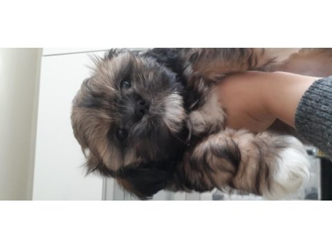 Güzel shih tzu kızım yeni evine gitmeye hazır