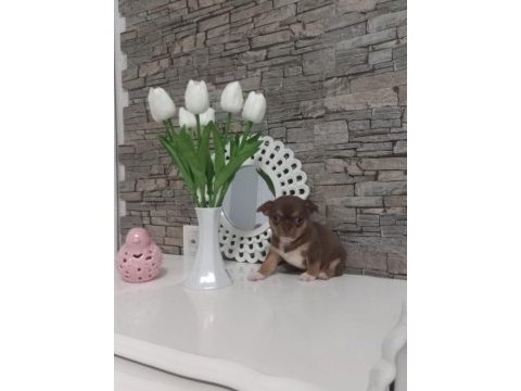 Değerini bilene lilac tan elma kafa küt burun teacup şivava