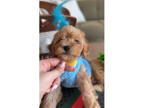 Türünün en yakışıklısı maltipoo