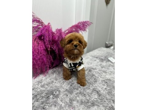 Yavru maltipoo