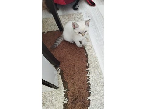 2 tane kedimiz kalmıştır dişi ve erkek