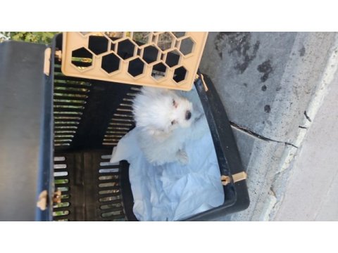 Minyatür maltese köpekler