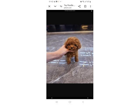 Red brown poodle yavrular orijinal ev üretimi