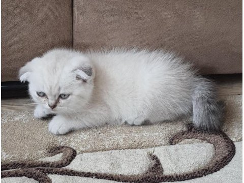 Dişi scottish fold yavru