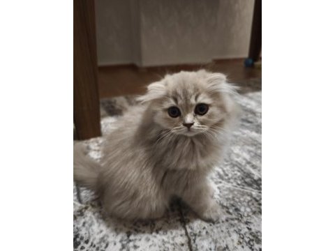 British longhair lilac yavrularımız