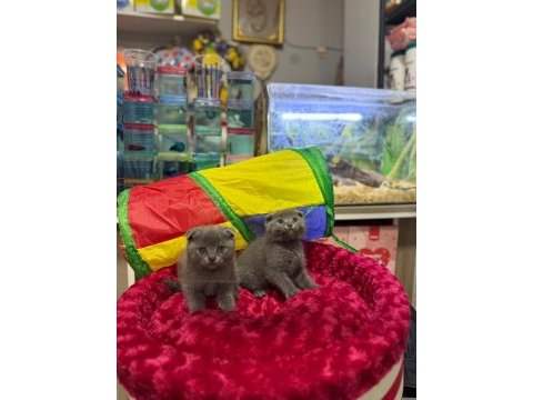 Dişi erkek ayıcık surat scottish fold bebekler