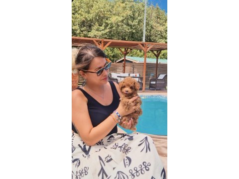 Tea cup red brown toy poodle yavruları istanbul 