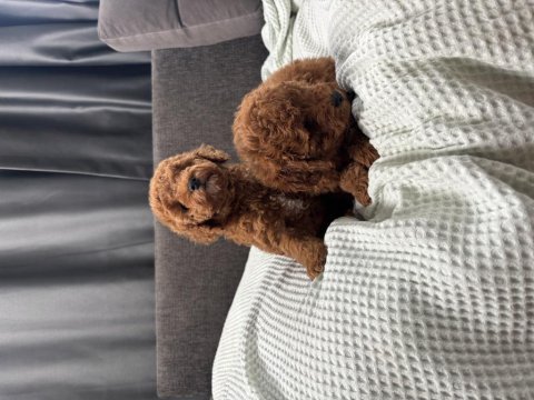 Mini boy toy poodle bebeklerim