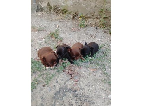 Yeni yuvalarını ariyolar