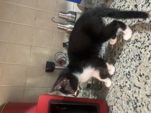 Köpeğimiz olduğu için acil sahiplendiriyoruz tekir