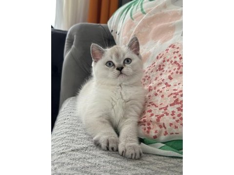 British shorthair 2 aylık