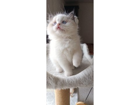 Şecereli anne ve babadan safkan ragdoll erkek yavru