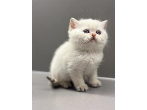 A kalite şecereli babanın british shorthair yavrusu